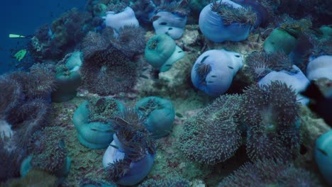 vibrant underwater ecosystem with sea anemones, fish, and a diver