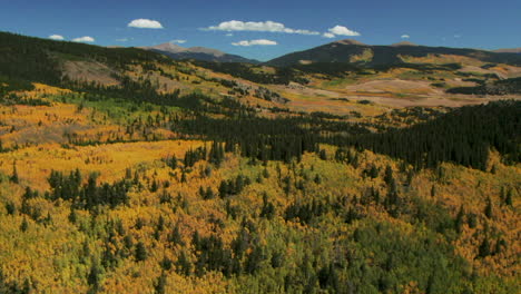 fall colors in colorado cinematic aerial drone aspen trees yellow gold orange green turning of seasons autumn bluebird sunny afternoon stunning south park mountain forest jefferson fairplay forward