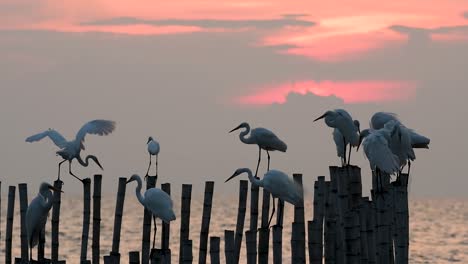 The-Great-Egret,-also-known-as-the-Common-Egret-or-the-Large-Egret