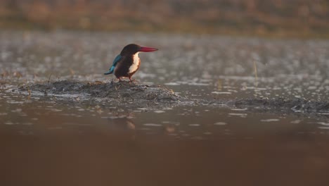 pescador de garganta blanca alimentándose en el humedal