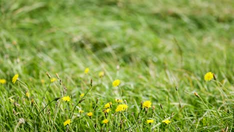 yellow dandelion flowers sway in tall green grass as wind moves through a sunlit meadow. natural daylight, steady camera, gentle outdoor atmosphere