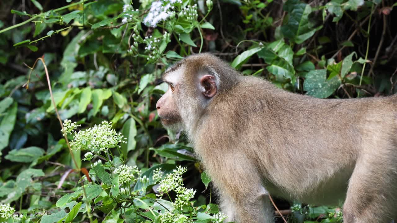 원이는 식물과 상호 작용하고, 아마도 먹습니다.