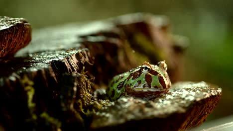 Raindrops-falls-on-frog-in-slow-motion