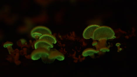 the bioluminescent fungus, panellus stipticus glows in dim light