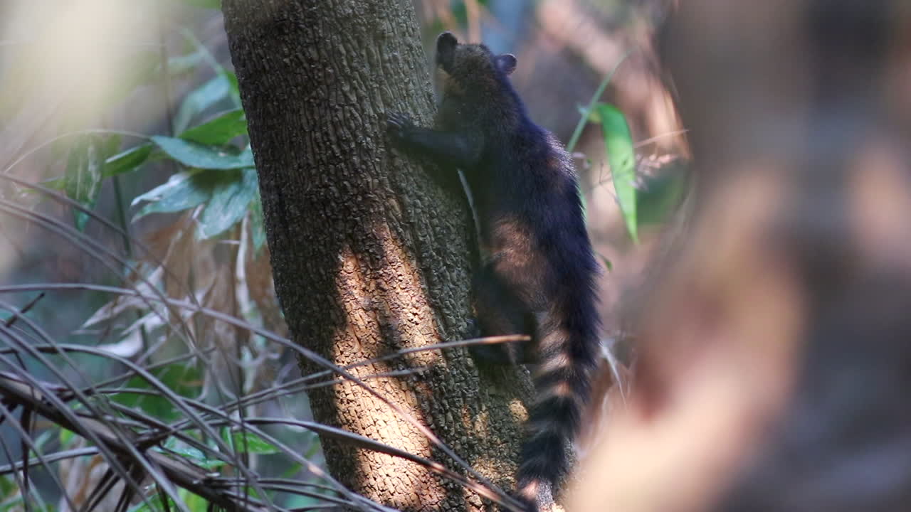 coati en el bosque tropical de tronco mirando alrededor de la reserva natural de barba azul