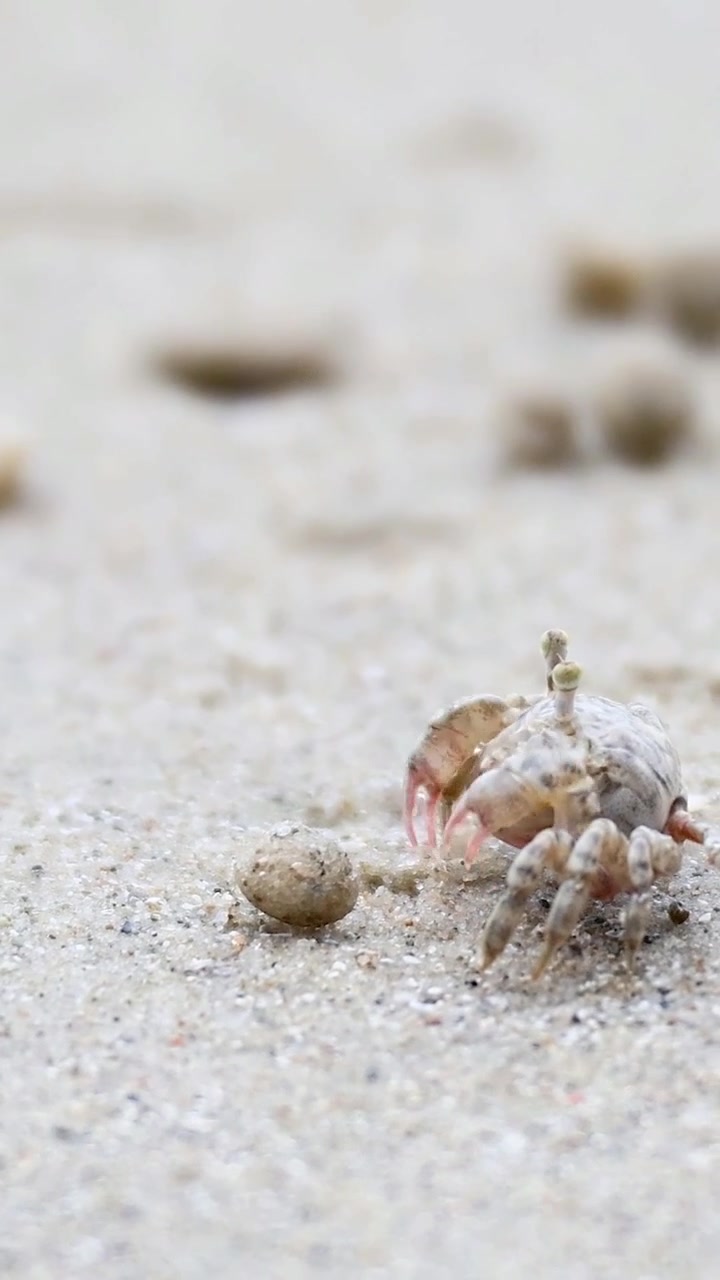 ปูผีกำลังเดินอยู่บนชายหาดทราย