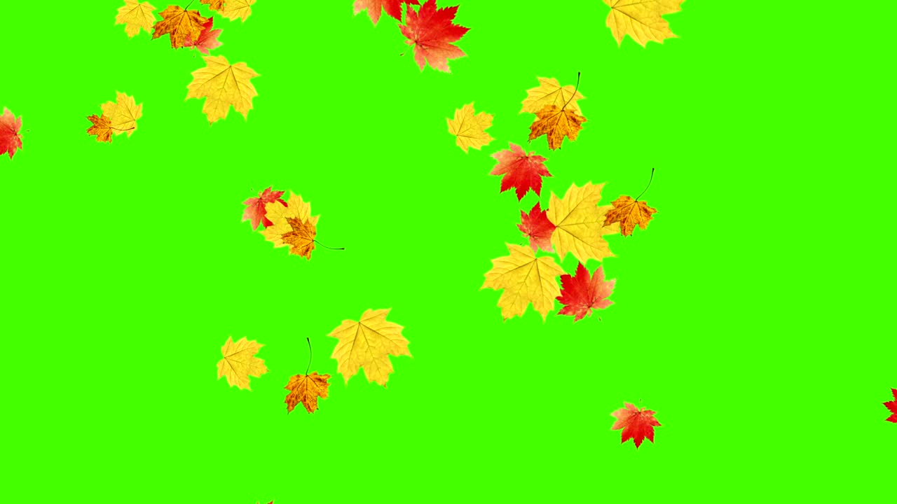 Loop di foglie autunnali che cadono, green screen chroma key