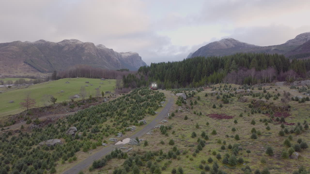 plantación de árboles de navidad en la ladera de la colina