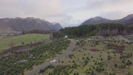 Plantación-De-árboles-De-Navidad-En-La-Ladera-De-La-Colina