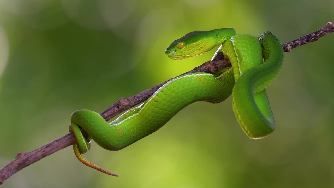 la víbora de labios blancos es una víbora venenosa endémica del sudeste asiático y a menudo se encuentra durante la noche esperando en una rama o rama de un árbol cerca de un cuerpo de agua con muchos alimentos