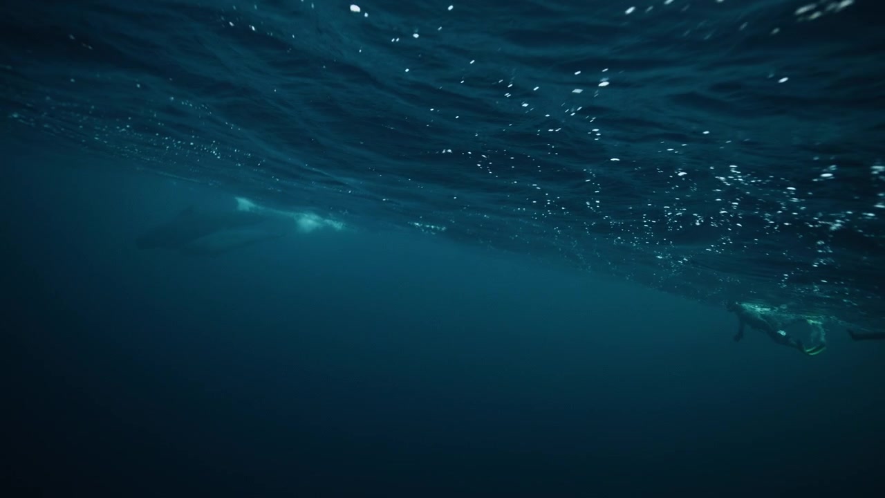 Orcas swimming beneath Arctic ocean surface in deep blue water off Norway coastline