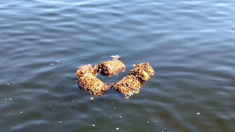 Floating-garbage-on-the-water,-debris-pollution-floating