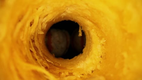 moviéndose a través del núcleo de una calabaza - vista macro del interior que muestra mucha textura y detalles de la verdura - emergiendo del otro lado, otras dos calabazas intactas a la vista