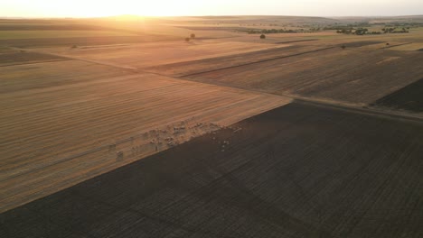 Flock-Of-Sheep-On-Agricultural-Field-At-Sunrise