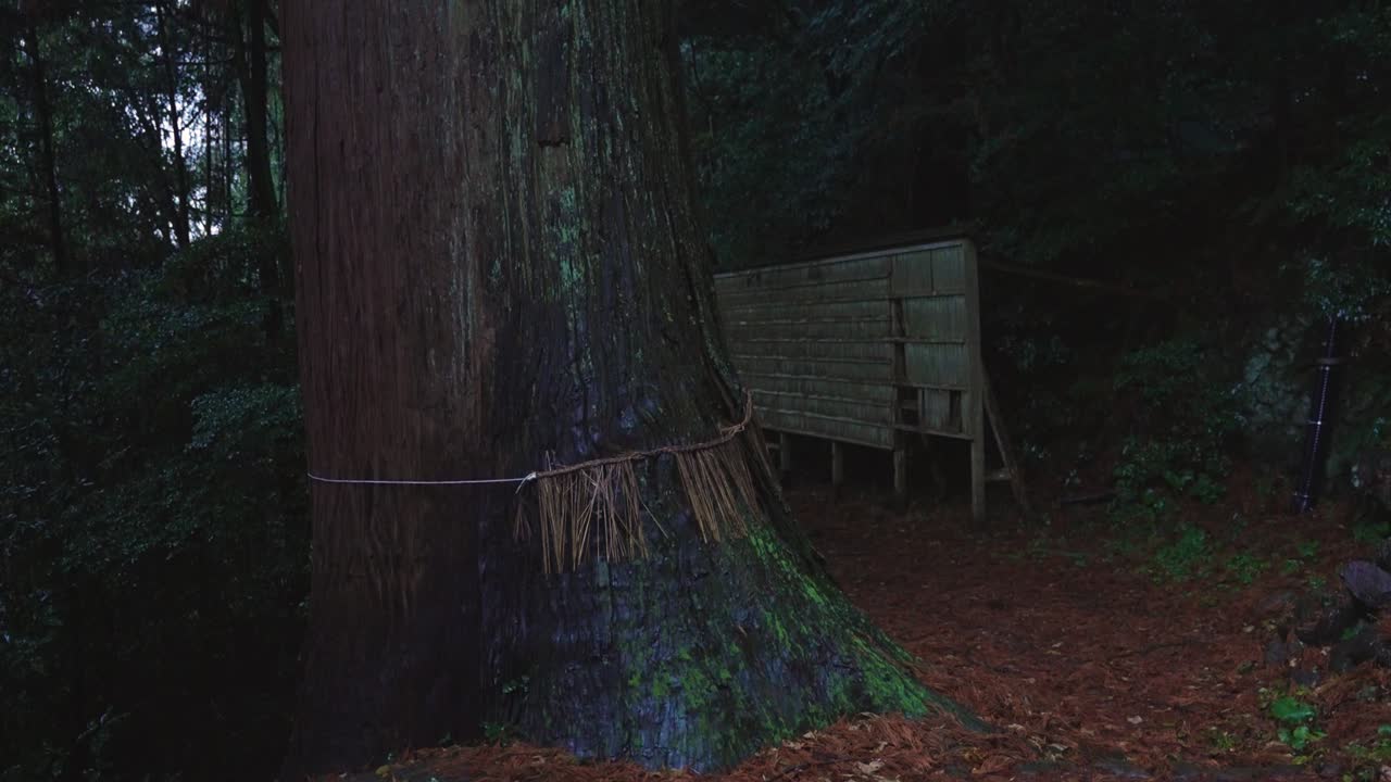 Dark Forest in Oki Islands, Giant Sacred Tree at Takuhi Shrine, Shimane Japan