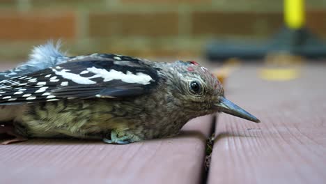 side view of injured bird - hurt yellow-bellied sapsucker woodpecker outdoors on deck