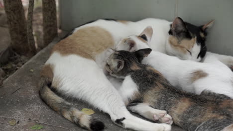 stray female mother cat feeding her 2 kittens laying on the floor of an abandoned house backyard