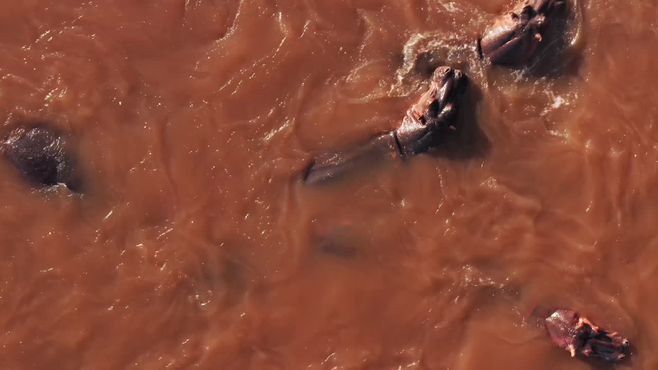 아프리카 야생 동물 사파리 동물 인 마사이 마라 강 에서 목욕 하는 히포스 집단 의 공중 드론 촬영 마사이 마라, 케냐, 아프리카 의 흐르는 물 에 있는 히포스 집단 의 위 아래 수직 사진
