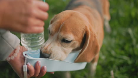 poodle pet drinking water from hands of trainer using portable water bottle outdoors on lush green grass during sunny day close-up hydration moment adorable dog refreshed calm relaxed during walk