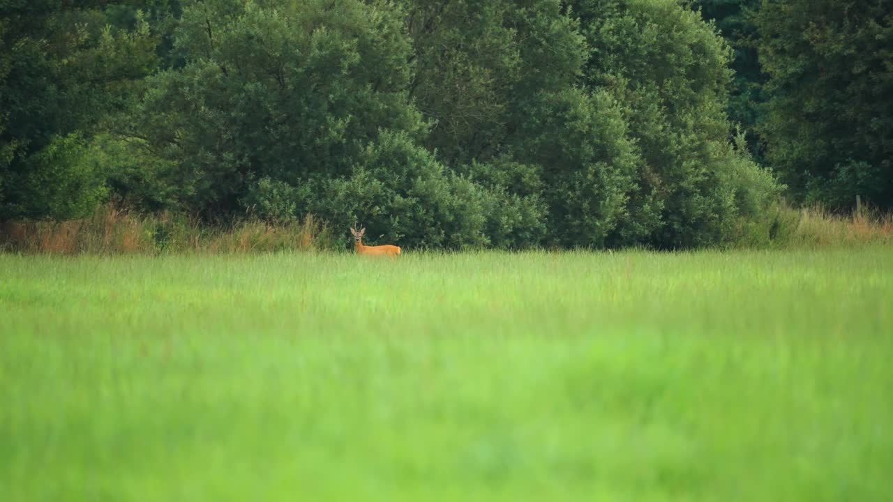 un ciervo joven en el campo verde exuberante en el borde del bosque