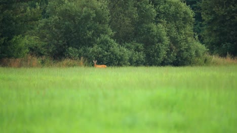 A-young-deer-in-the-lush-green-field-on-the-forest-edge