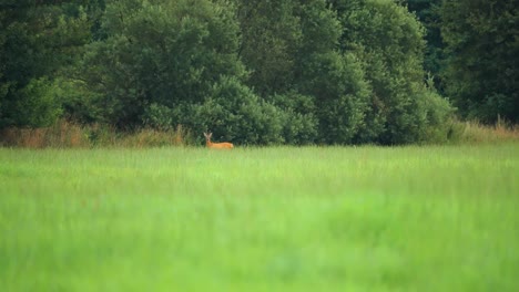 Un-Ciervo-Joven-En-El-Exuberante-Campo-Verde-En-El-Borde-Del-Bosque