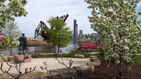 blooming white trees in springtime urban city park