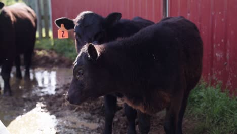 cows on farm in north carolina