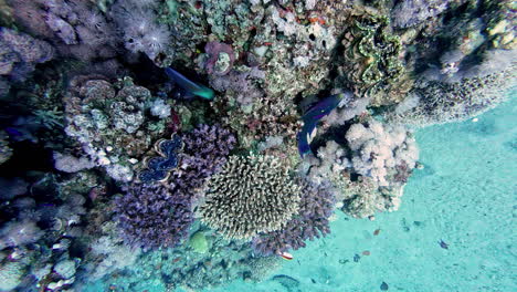 Vivid-colors-and-natural-shapes-of-the-coral-reef-and-its-inhabitants-in-the-Red-Sea,-Dahab,-Egypt