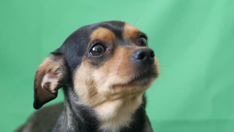 cute dog portrait on green screen