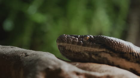 close-up shot: the head of a large reticulated python on a tree branch. sticks out tongue