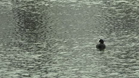 a bird swimming in the middle of a lake