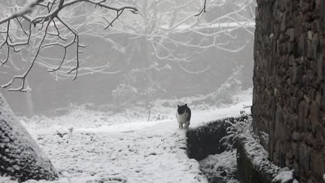 a cat in snow in birgi