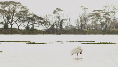 a spoonbill is feeding among the aquatic vegetation of lake naivasha, kenya