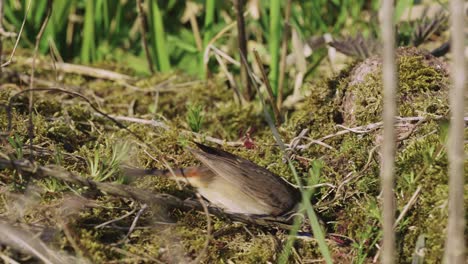 bluethroat bird searching and eating food from a mossy ground in a garden area - handheld shot