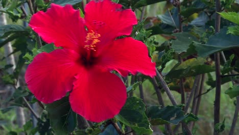 emblematic red hibiscus flower blooming in hawaiian botanical reserve