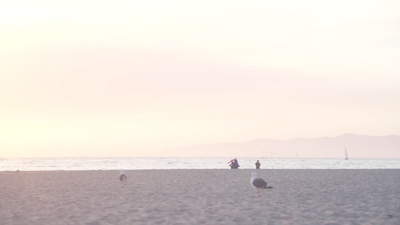 золотой час две чайки гуляют по пляжу венис бич ос лос-анджелес, сша