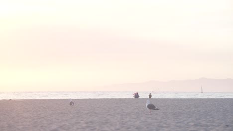golden hour: 2 นกกุ้งเดินบนชายหาดเวนิส, ลอสแอนเจลิส, อเมริกา