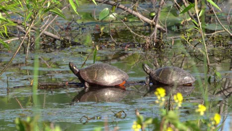 Dos-Tortugas-Pintadas-Descansando-Sobre-Un-Tronco-Sumergido