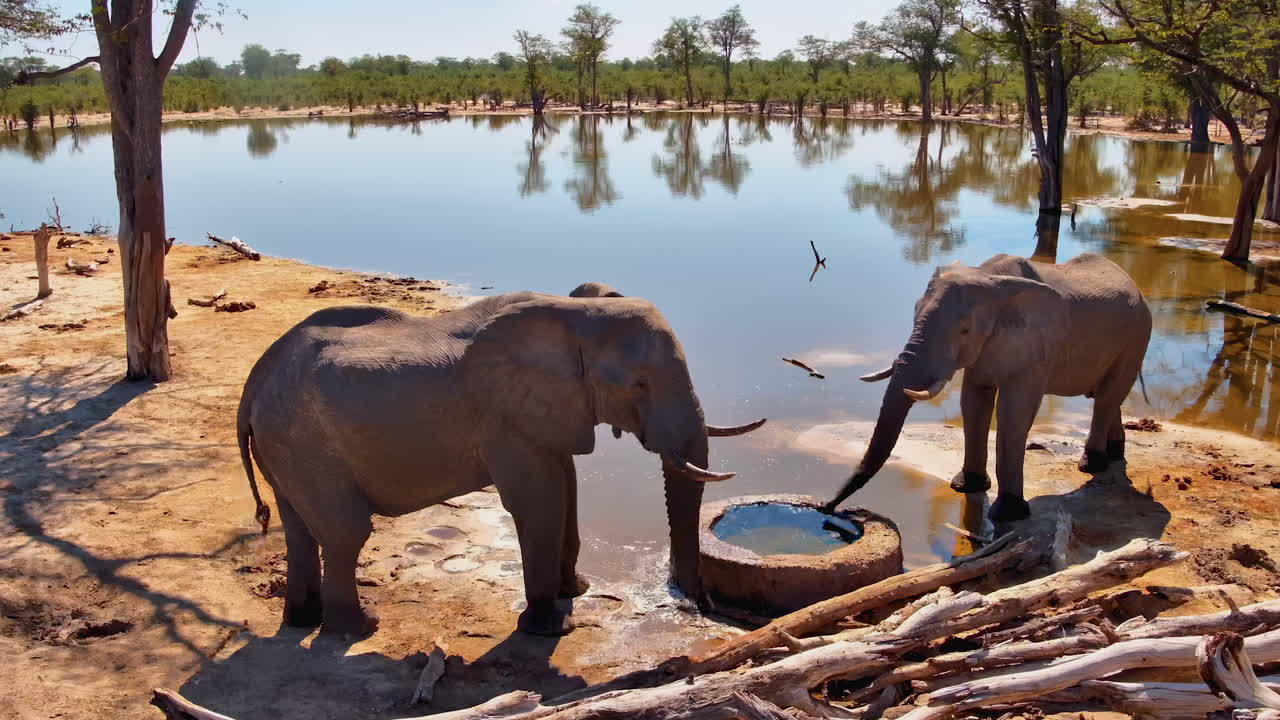 Two elephants drink from a water trough at a camp in an African game reserve