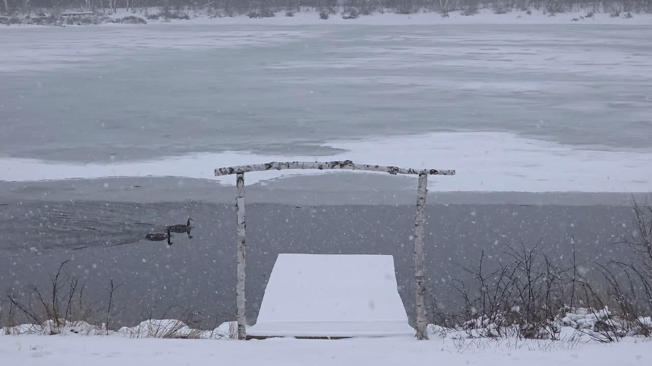 Couple of wild birds swim in ice-cold water during snowfall