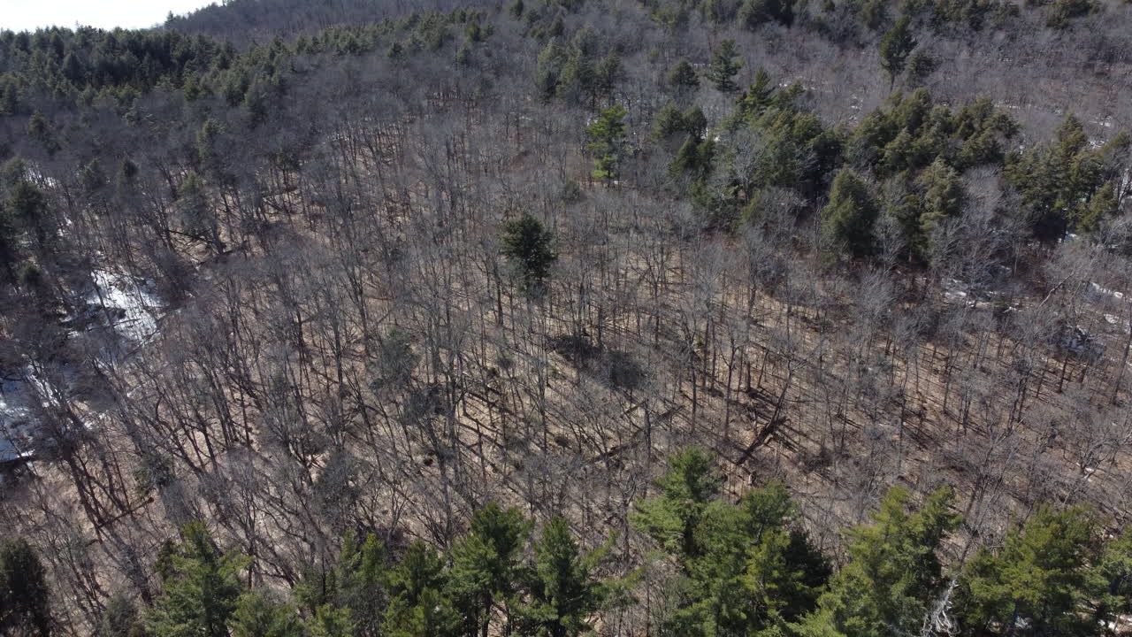 공원 나무 상단 각도 공중 촬영