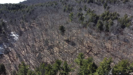 parque árboles toma aérea de ángulo superior