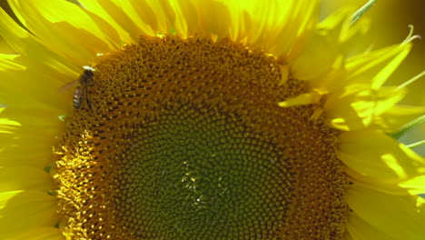 primer plano: la abeja se alimenta de la flor de girasol retroiluminada en un día soleado y ventoso