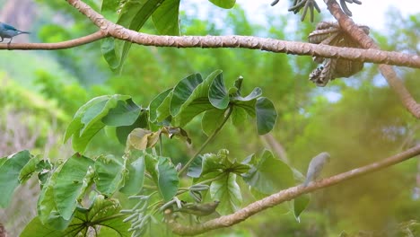 foraging for some food to eat at the treetops, the blue-gray tanagers thraupis episcopus flies from one twig to another, flipping the leaves in a forest in minca, colombia, south america