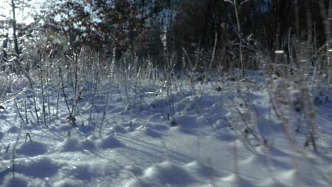 a very low to the ground shot of a frozen meadow and grassland in nature