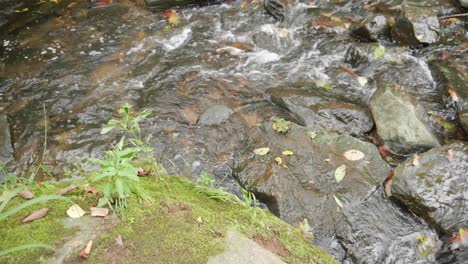 Water-streams-over-rocks-and-branches,-Wissahickon-Creek