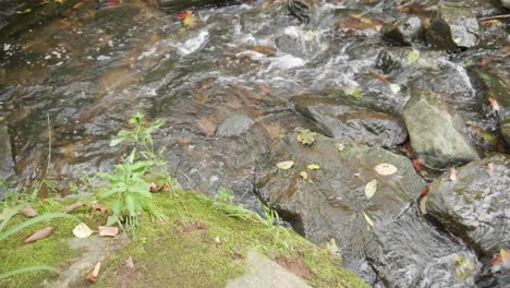 corrientes de agua sobre rocas y ramas, wissahickon creek