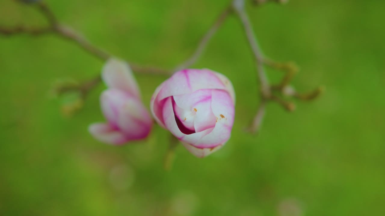 Nærbilde av en rosa og hvit magnoliaknopp.