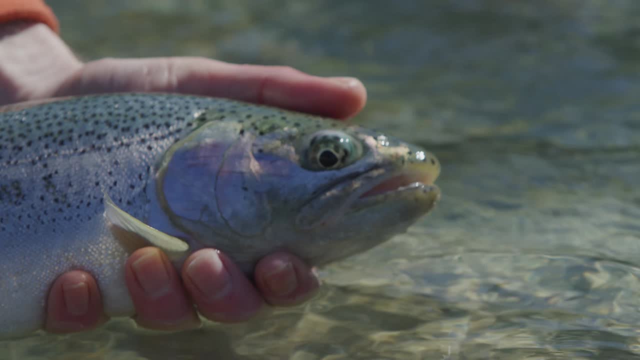 Uomo che rilascia una trota iridea dopo essere stata catturata, in slow motion, filmato 4K.